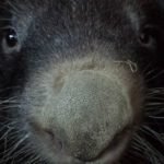 patrick vombatide wombat
