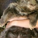 patrick vombatide wombat