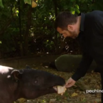 pechino express tapiro