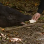 pechino express tapiro