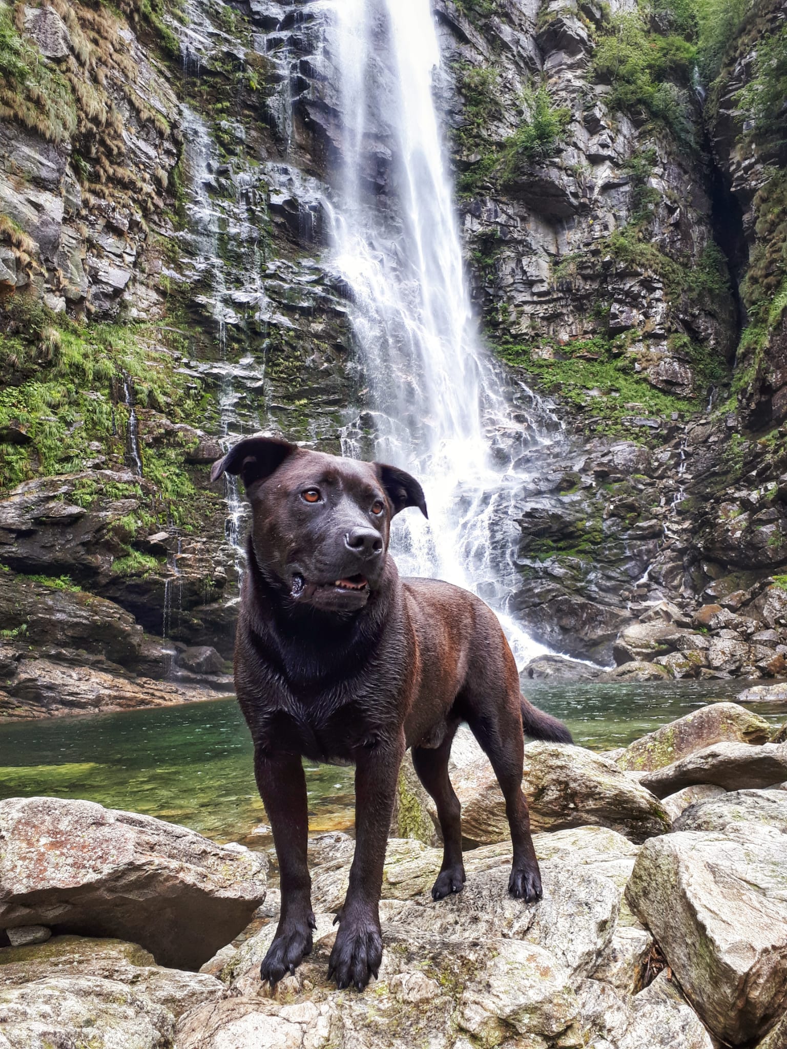 Roberto: la sua avventura dalla Colombia alla Svizzera per salvare il cane