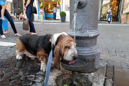 il bassethound bryan beve dal nasone di piazza navona