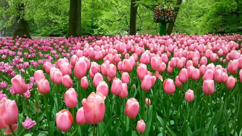 parco tulipani keukenhof