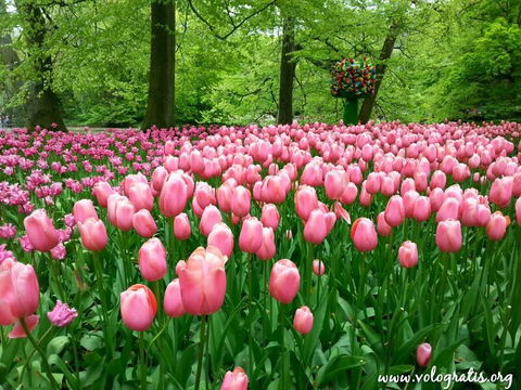 Keukenhof: il parco dei tulipani. Come e quando visitare il meraviglioso parco dei Paesi Bassi preview