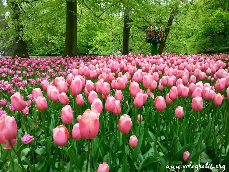 Keukenhof: il parco dei tulipani. Come e quando visitare il meraviglioso parco dei Paesi Bassi preview