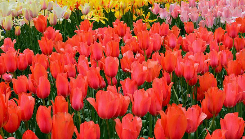 come raggiungere keukenhof
