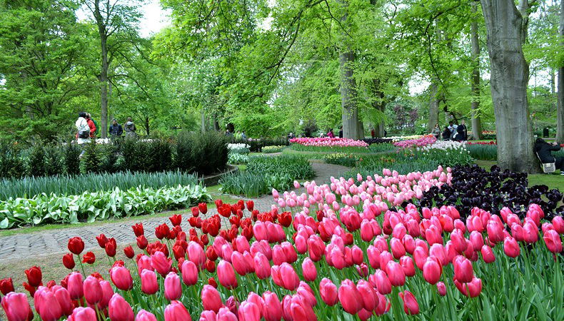 tulipani del parco keukenhof lisse