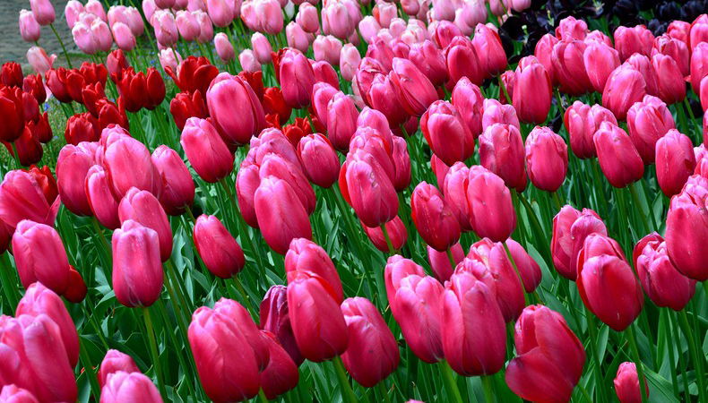 parco keukenhof