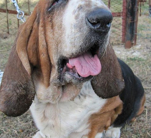 bryan bassethound andrea petroni