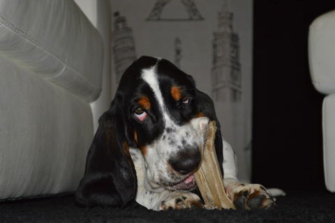 Volare con il proprio amico a quattro zampe? Sui voli Vueling si può preview