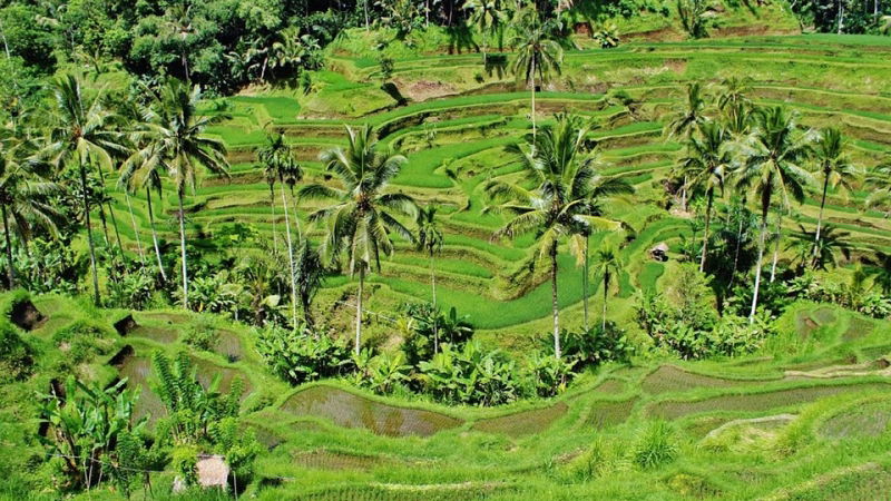 vinci un viaggio a bali