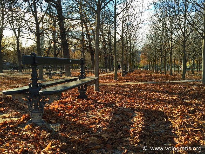 foto parigi foliage