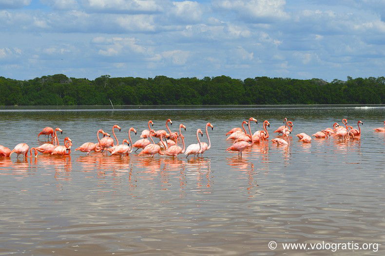 foto messico fenicotteri celestun