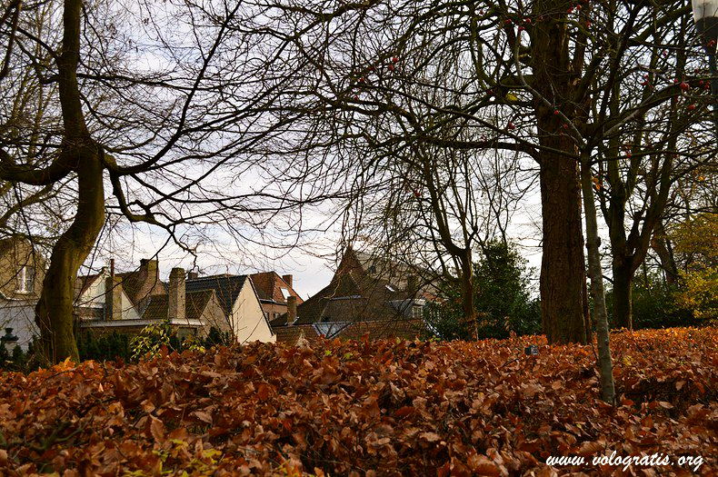 foto bruges foliage