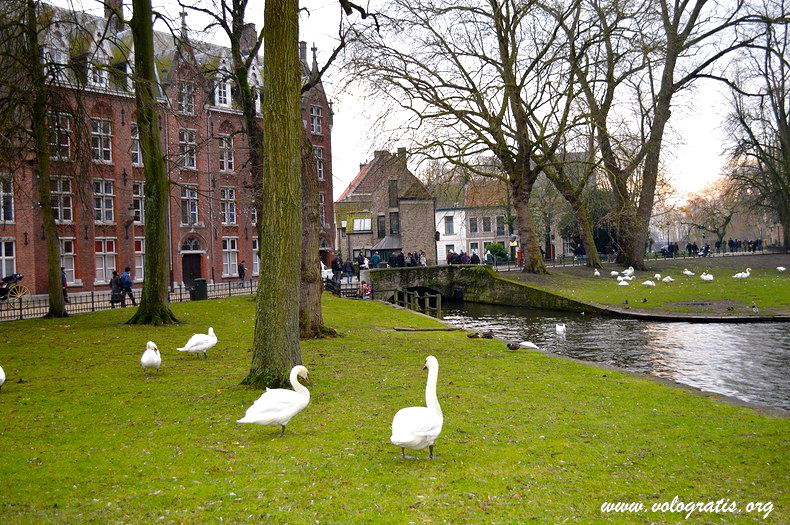 foto bruges cigni