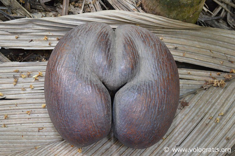 foto seychelles coco de mer