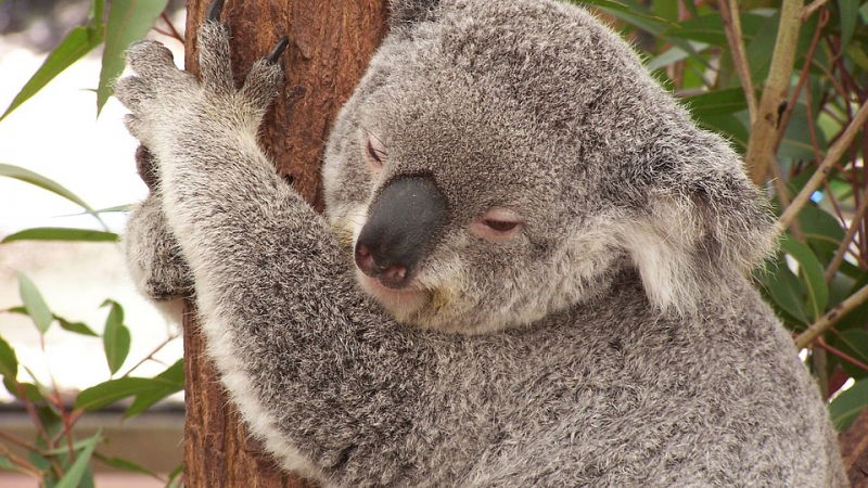 concorso per vincere un viaggio a melbourne