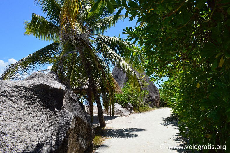 foto seychelles palme