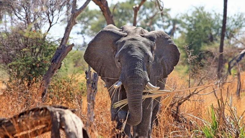 concorso per vincere un safari in sudafrica