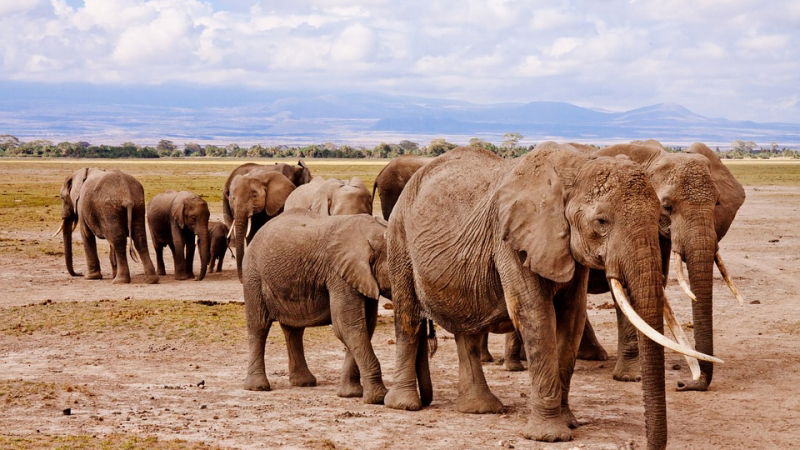 vinci un viaggio in kenya