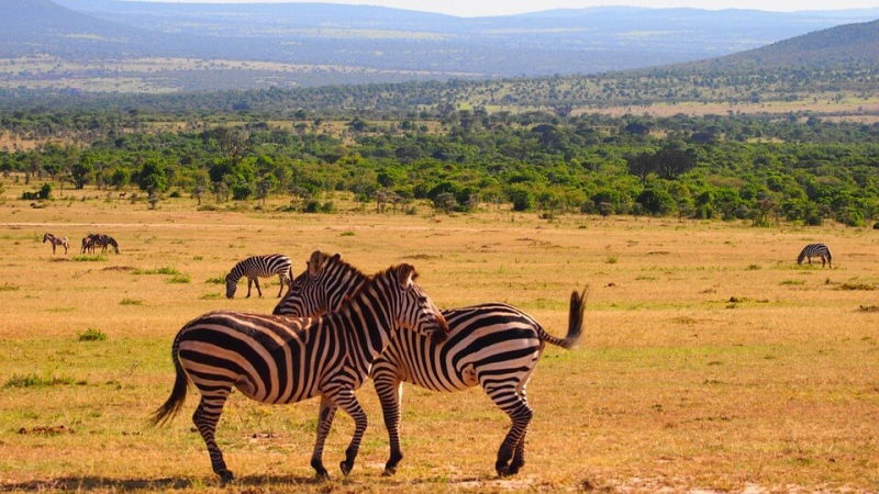 voli per il kenya