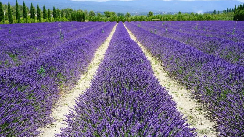 cosa vedere in provenza