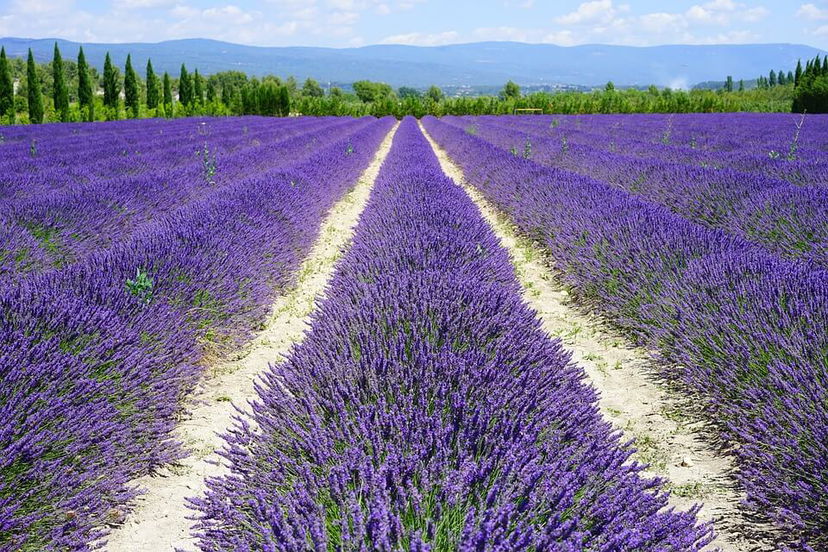 Cosa vedere in Provenza sulla strada della lavanda preview