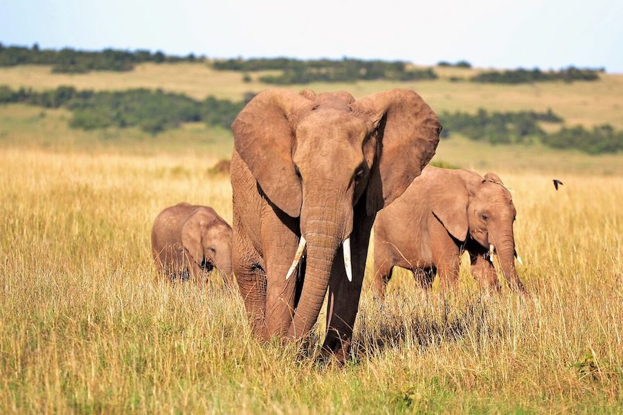 concorso per vincere un viaggio in kenya