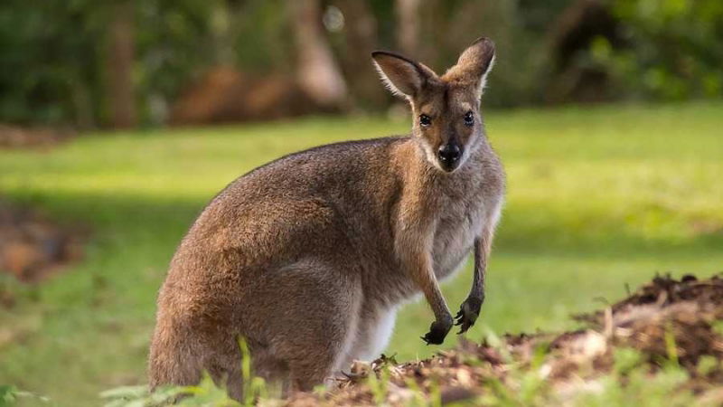 viaggiare gratis in australia