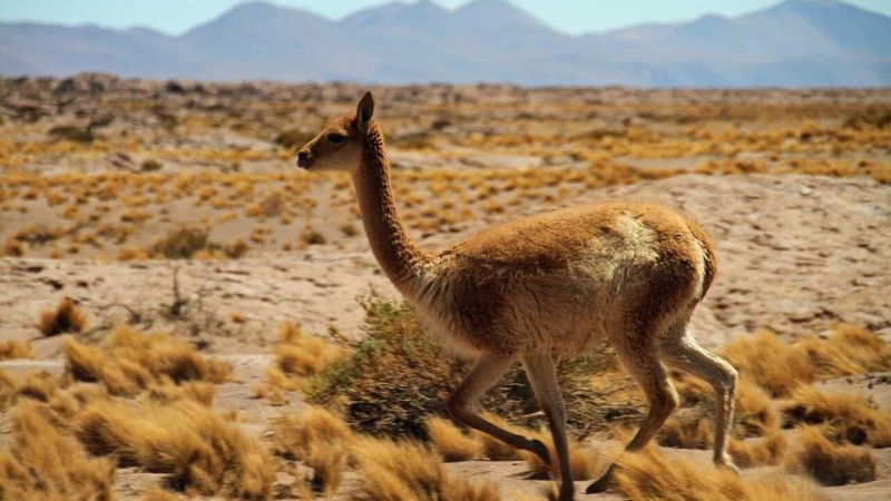 concorso per vincere un viaggio in cile
