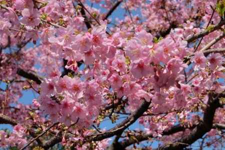 fioritura ciliegi giappone date