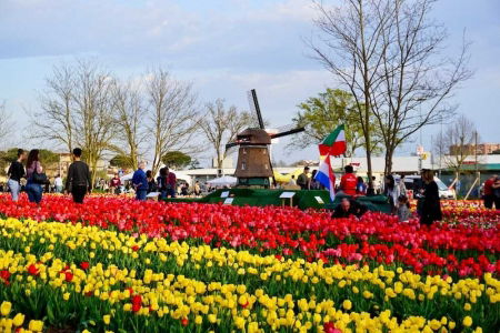 tulipark roma