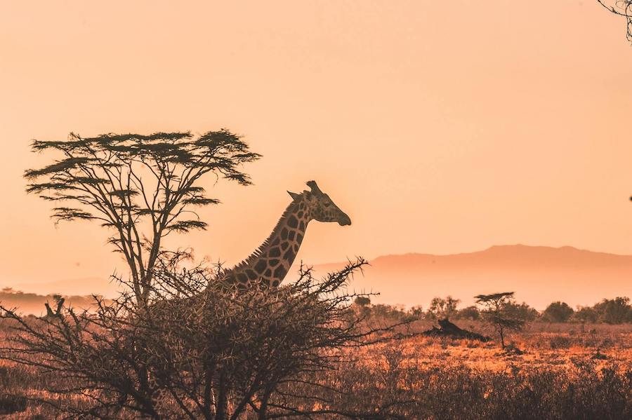 giraffa in africa cover concorso per vincere un viaggio tourradar