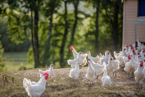 Pollo di Bresse: il miglior pollo al mondo si mangia in Francia preview