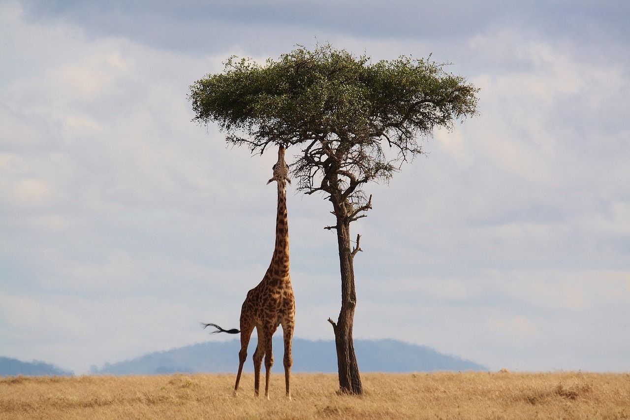 safari in africa