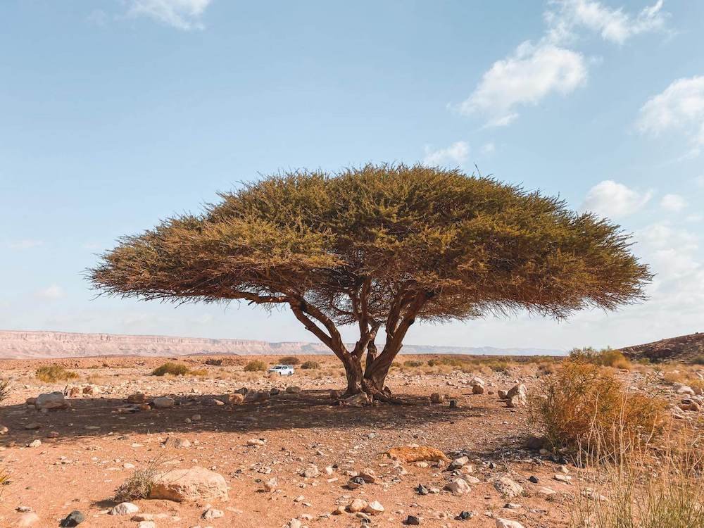 acacia ramon crater israele