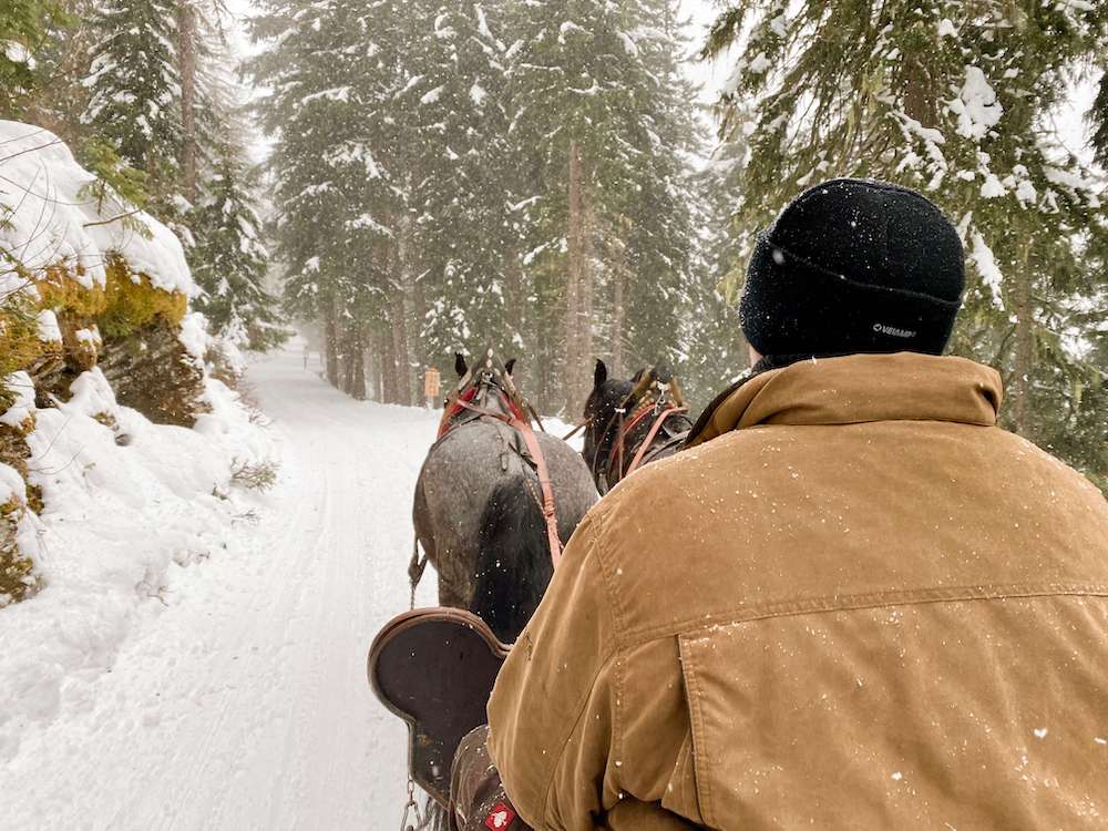 sentiero avvento carinzia slitta cavalli