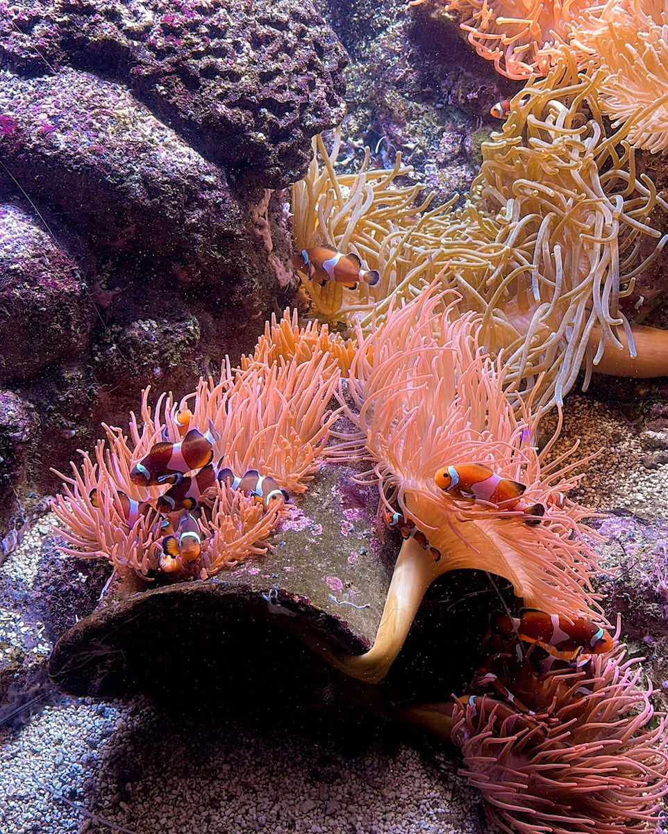 acquario genova
