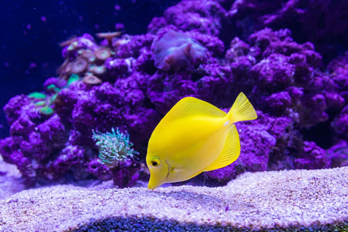 Acquario di Genova e Città dei Bambini: tutto quello che devi sapere per una visita indimenticabile article-post
