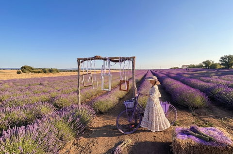 La piccola Provenza d’Italia: Tuscania tra lavanda, storia e autenticità preview