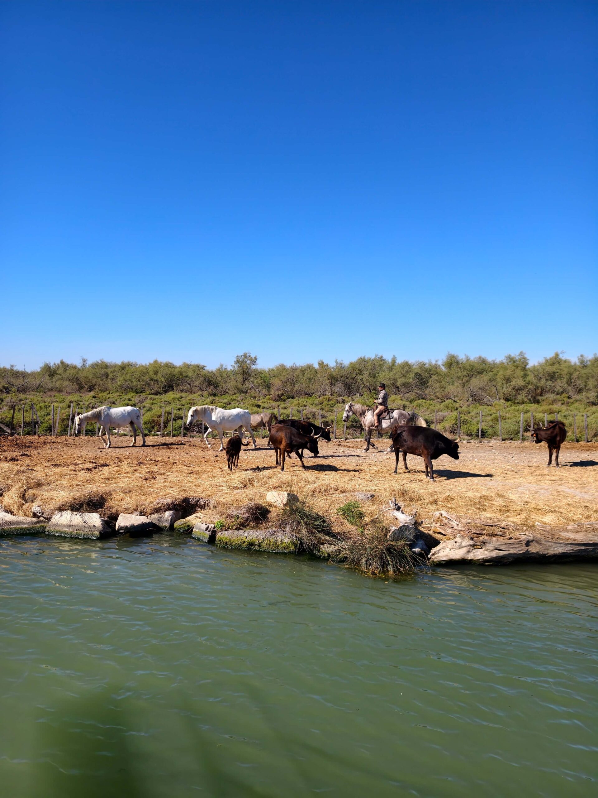 tori cavalli camargue