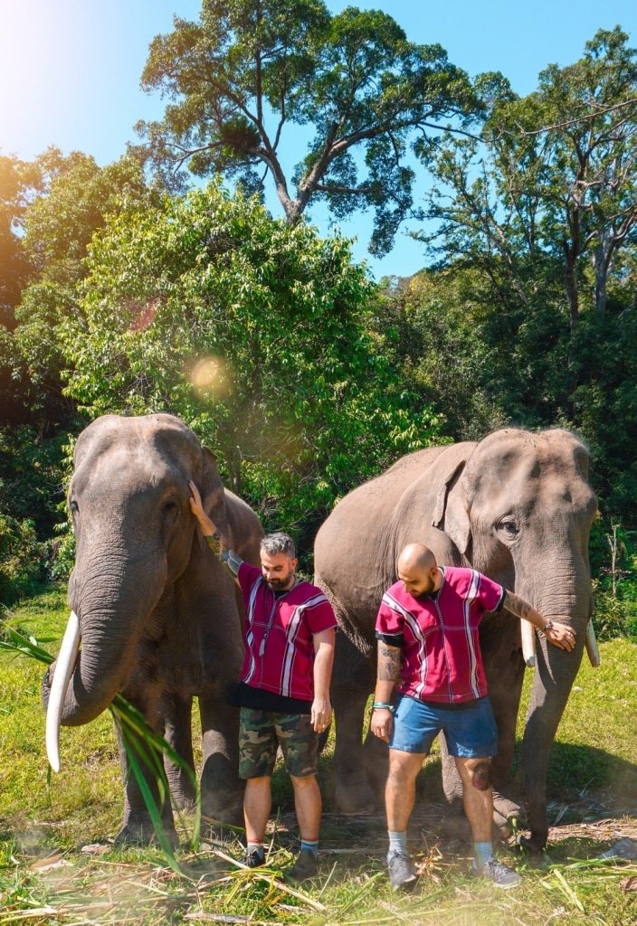 elefanti in thailandia chiang mai progetto etico