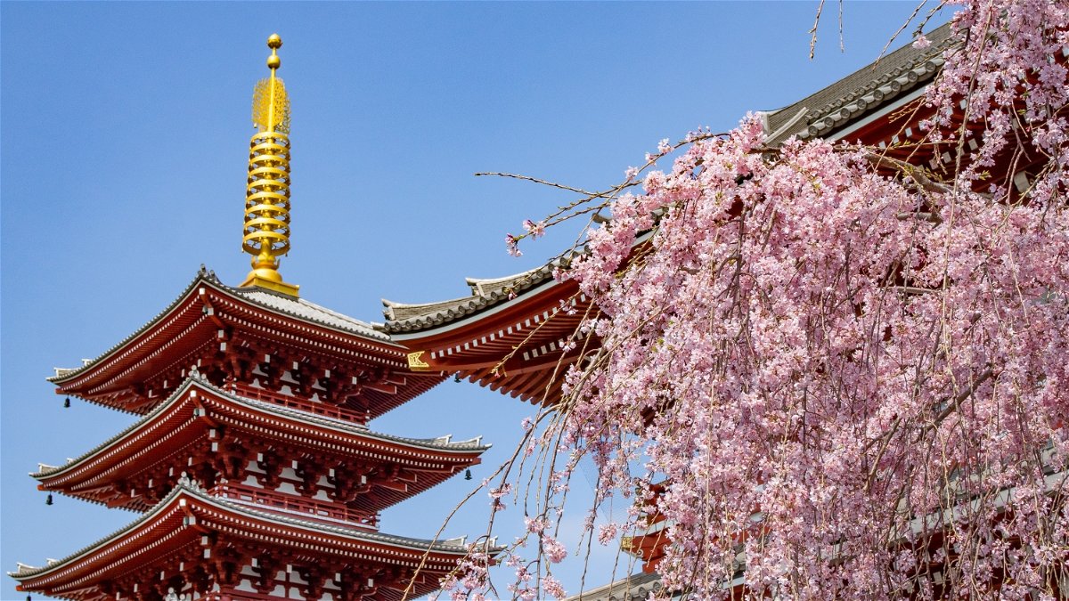 Fioritura dei ciliegi in Giappone 2020: dove e quando andare