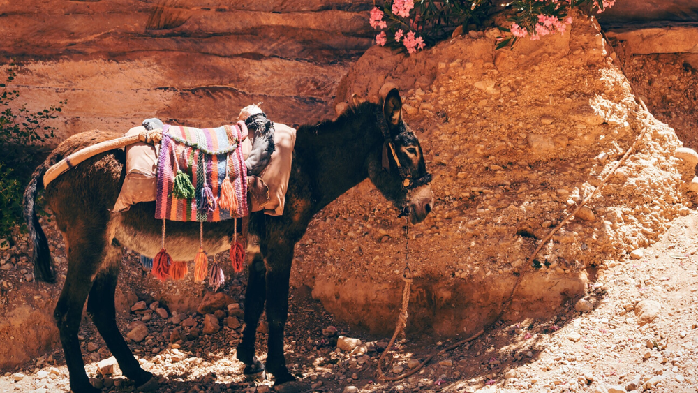 Cosa fare a Petra: 5 esperienze da non perdere
