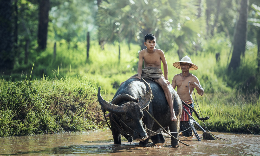 Motivi per cui vale la pena visitare la Cambogia