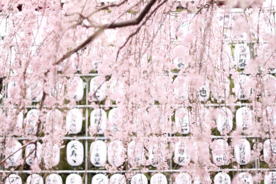 Fioritura dei ciliegi in Giappone 2021: dove e quando andare