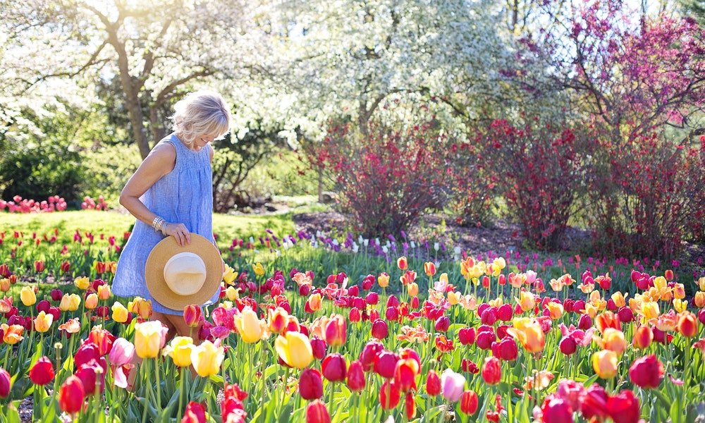 Fioritura dei Tulipani: Dove e quando vedere le più belle fioriture dei tulipani in Italia
