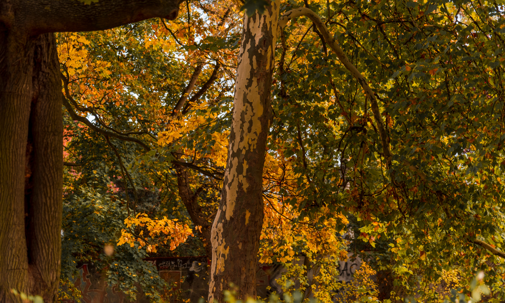 Foliage in Lombardia: Dove andare per vedere i colori autunnali