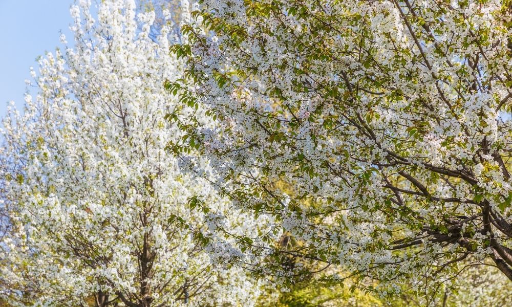 Fioritura Dei Ciliegi In Italia 2024 Dove E Quando Vedere I Ciliegi In Fiore 2393