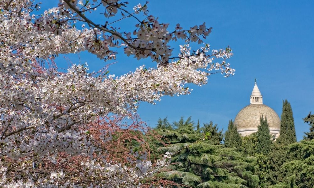 Fioritura dei ciliegi in Italia (2024) Dove e quando vedere i ciliegi in fiore Fioritura dei ciliegi in Italia (2024) Dove e quando vedere i ciliegi in fiore
